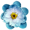 Flower 4