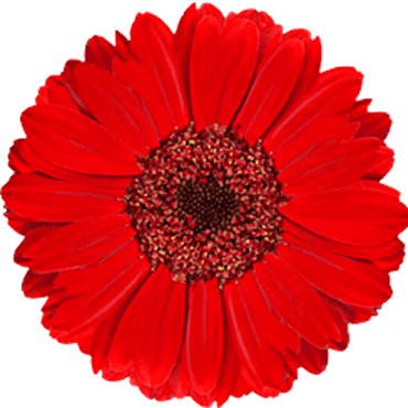 Flower 6