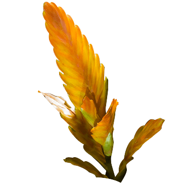 Flower 1