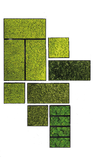 Plant 1