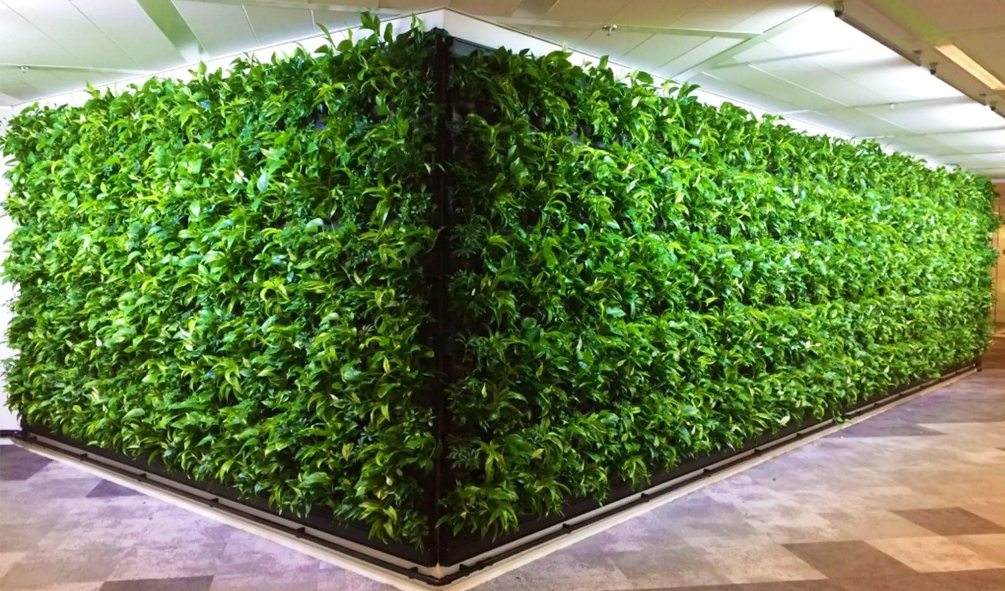 Corner Living Wall  (Slide 2)