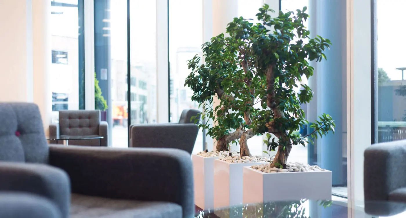 Indoor Plants