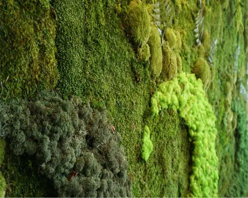 Moss wall close up.