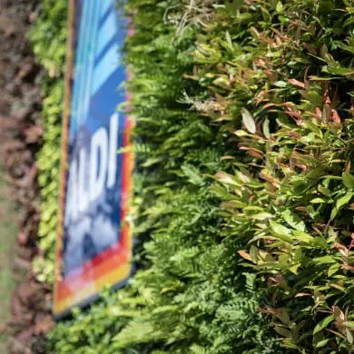 Aldi Living Wall
