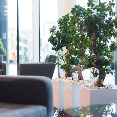 Office Plants London